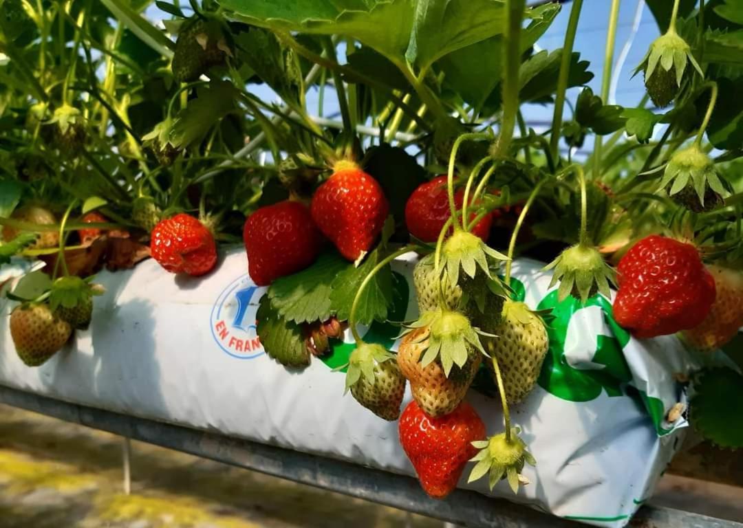 Au Bocage Parfume Gite La Cigaline Wirwignes Exterior foto